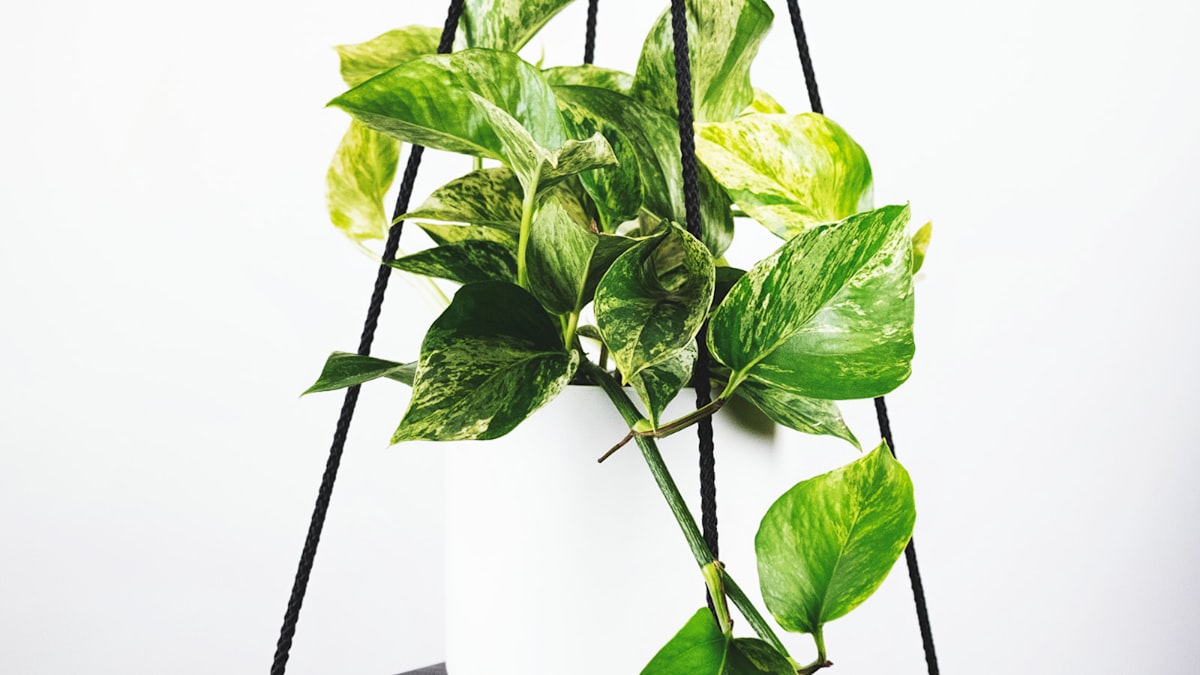 世界杯决赛直播主画面，显示球场全景与实时比分叠加